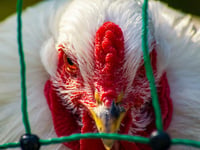 Bird flu prompts Pembrokeshire visits