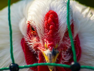Bird flu prompts Pembrokeshire visits