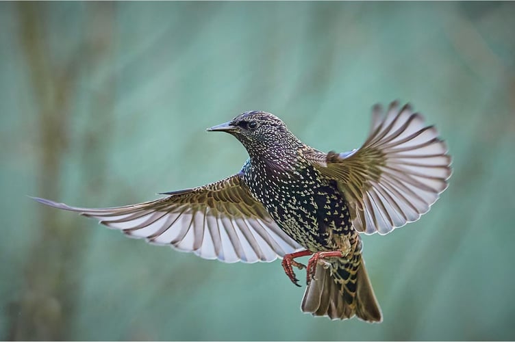 Starling