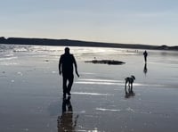 Dog beach restrictions ‘not good for tourism’ of Tenby