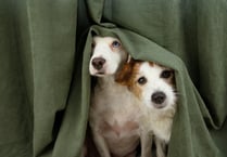 Advice for owners to help dogs cope with New Year’s Eve Fireworks  