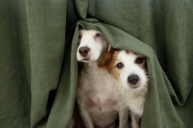 Hiding dogs on bonfire night - scared of the noise of fireworks