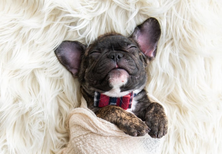 Dog swaddling