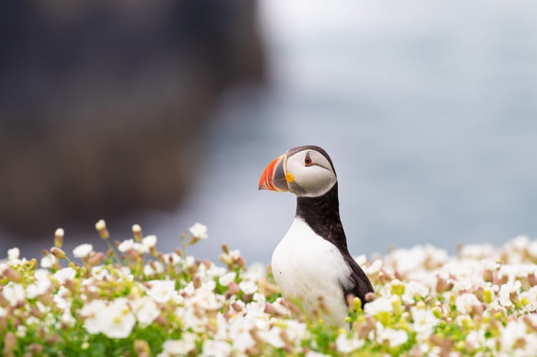 Skomer puffin