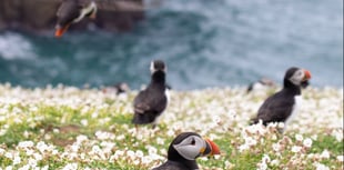 Skomer talk next up at Tenby Arts Club