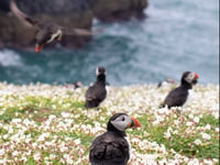 Skomer talk next up at Tenby Arts Club