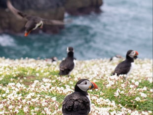 Skomer talk next up at Tenby Arts Club