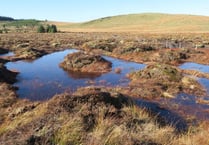 Retail sale of peat in horticulture in Wales to end