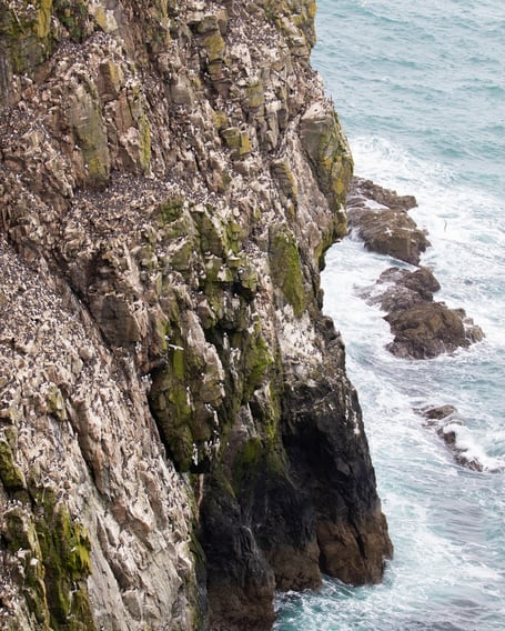 Skomer cliifs, Pembrokeshire