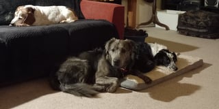 Long-stay Charlie’s Christmas wish comes true as he is finally adopted