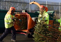Pembrokeshire Council introducing Christmas tree collection charges