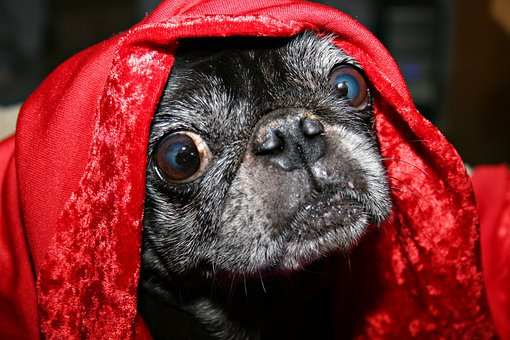 Pug