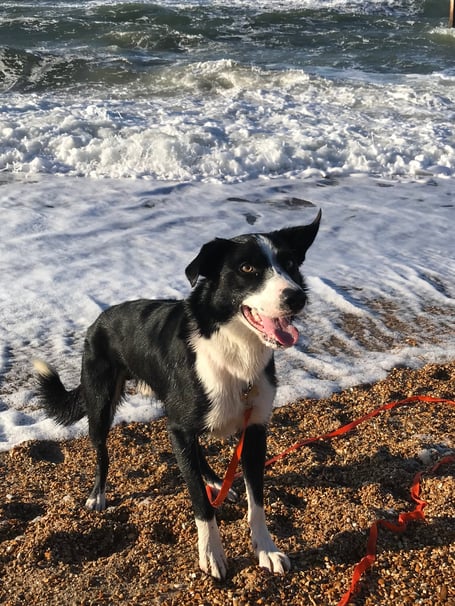 Bruce - the lost Border Collie