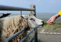 NFU Cymru rejects Natural Resources Wales’ hikes to fees and charges