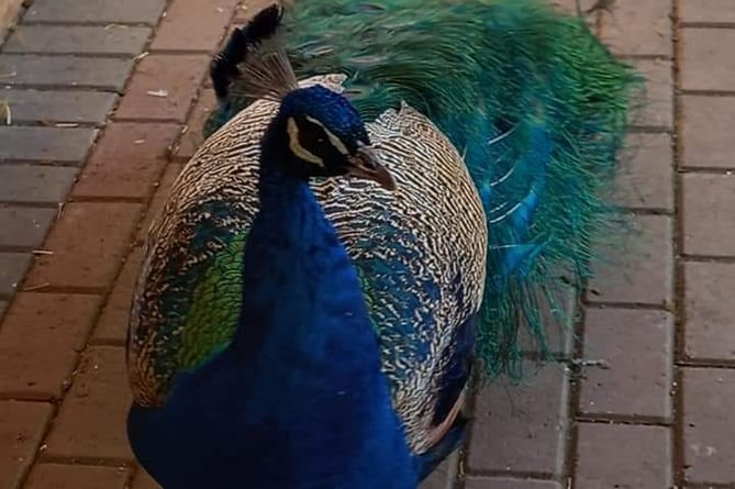 Peacock at Manor House Wildlife Park