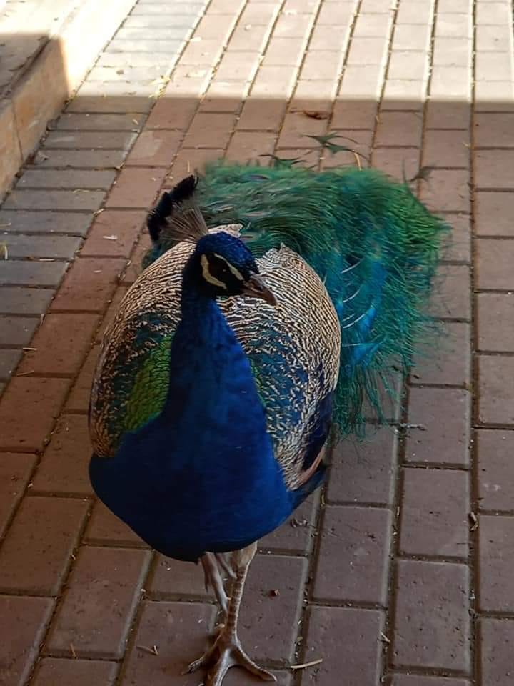 Peacock at Manor House Wildlife Park