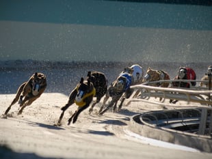 Moves towards greyhound racing ban