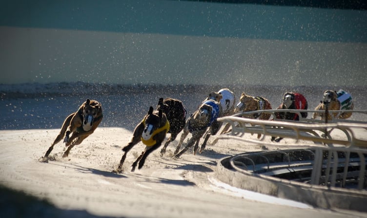 RSPCA handout of greyhound racing