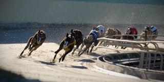 RSPCA hails ‘huge moment’ as Welsh Govt back ending greyhound racing