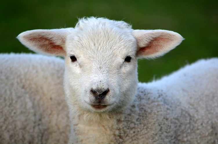 Sheep