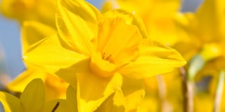 Choirs combine to celebrate  St Davids Day