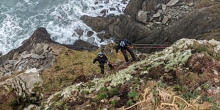 Ewe watch out! RSPCA rescues two sheep stranded on Pembrokeshire cliff
