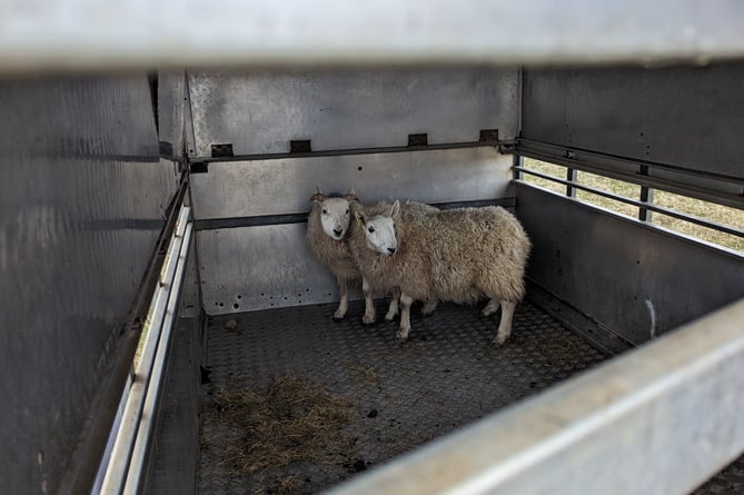 Sheep rescued