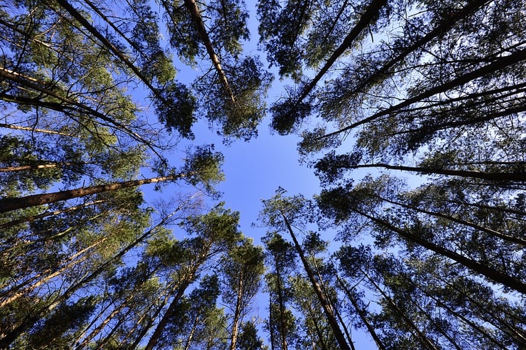 Trees