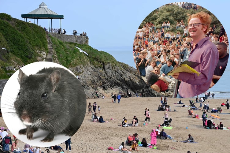 Tenby rats