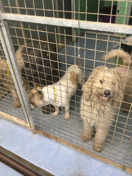 Brambal Hall dogs