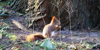Caldey’s Red Squirrels receive nutritional boost from businesses