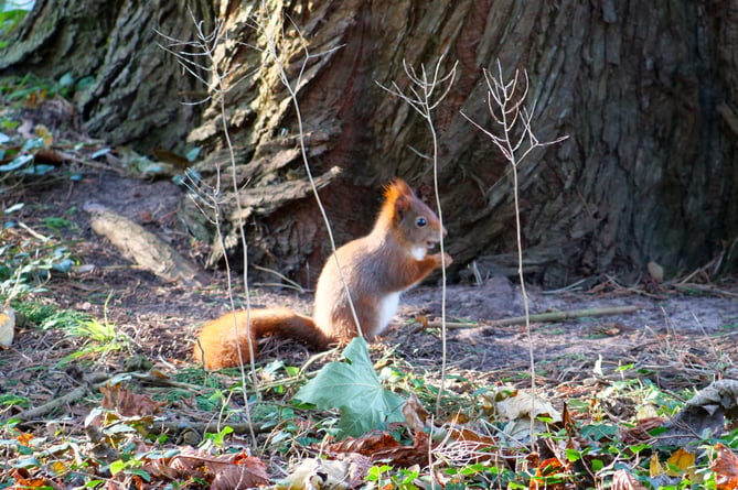 Caldey Red squirrel