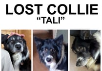 Missing dog: Can you find lost Collie ‘Tali’?
