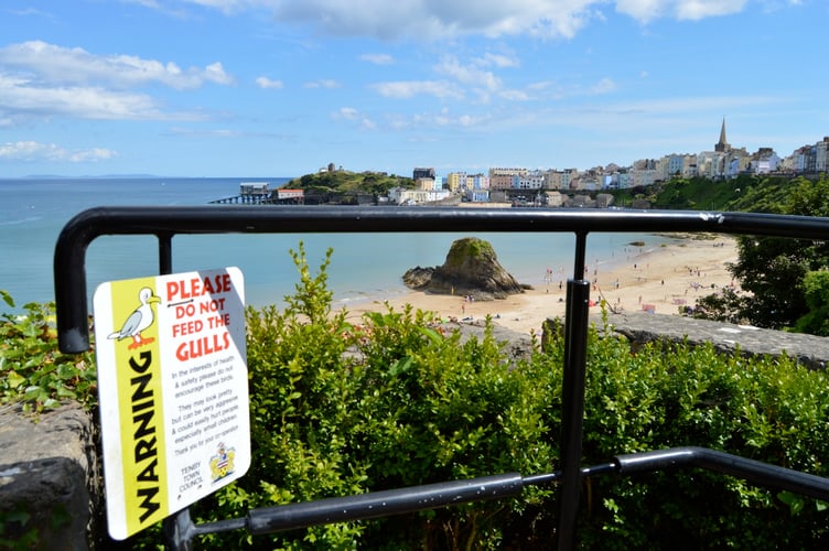 Tenby gulls sign