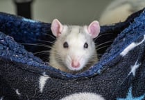 Rodents need recognition on World Rat Day - say RSPCA