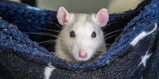 Rodents need recognition on World Rat Day - say RSPCA