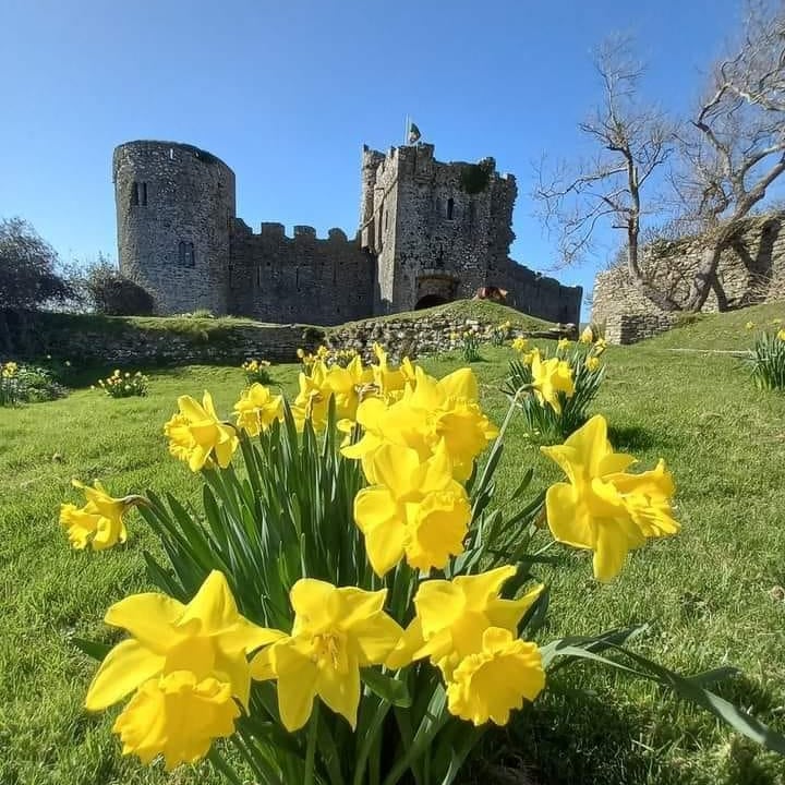 Beautiful daffodils in front of Manorbier Castle