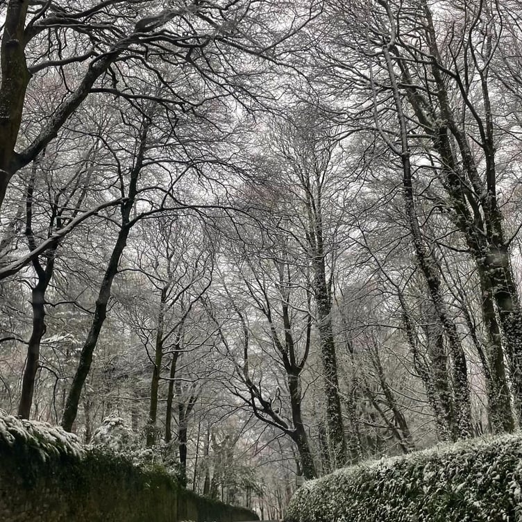 Wintry trees in Sardis