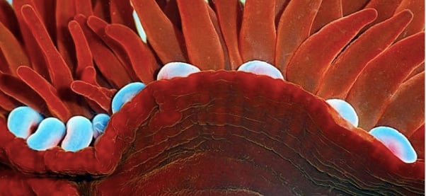 Microphotography exhibition