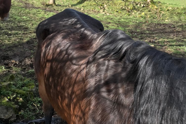 Ben had a rain scald on his back