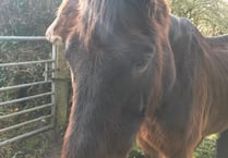 Woman sentenced after causing ‘unnecessary suffering’ to horse