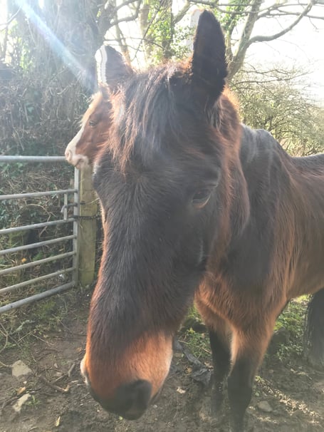 Ben was found to have a body score of one out of five