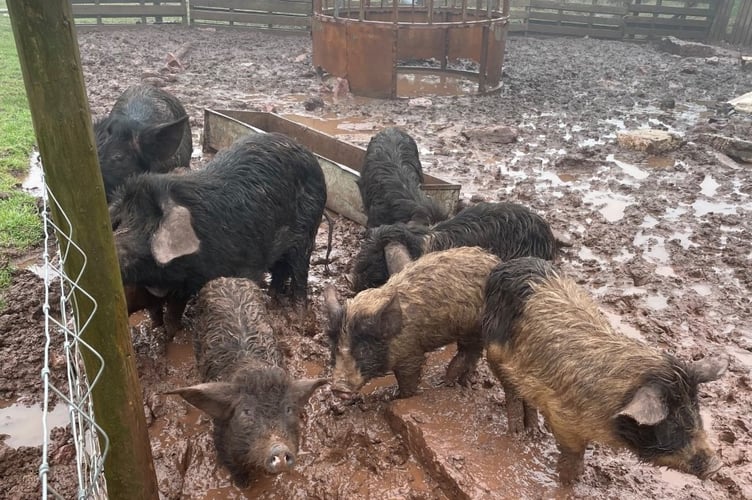 Pigs
