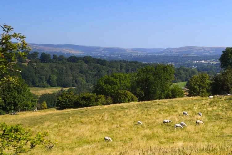 Sheep field