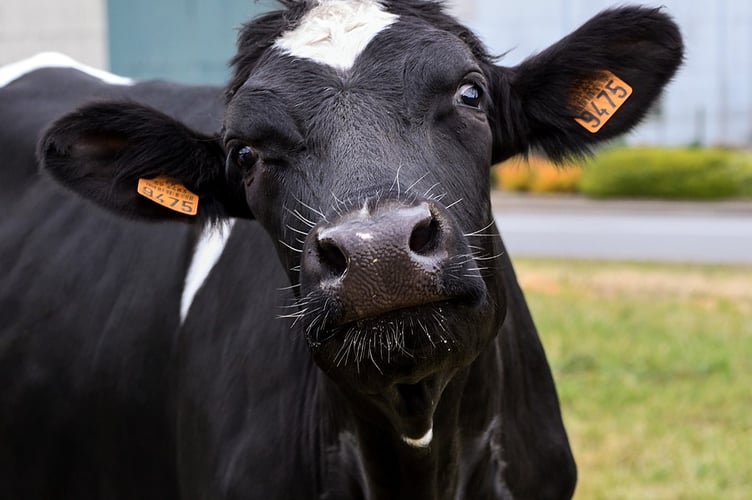 Cow