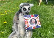Folly Farm's mix of animals get ready for King's Coronation!