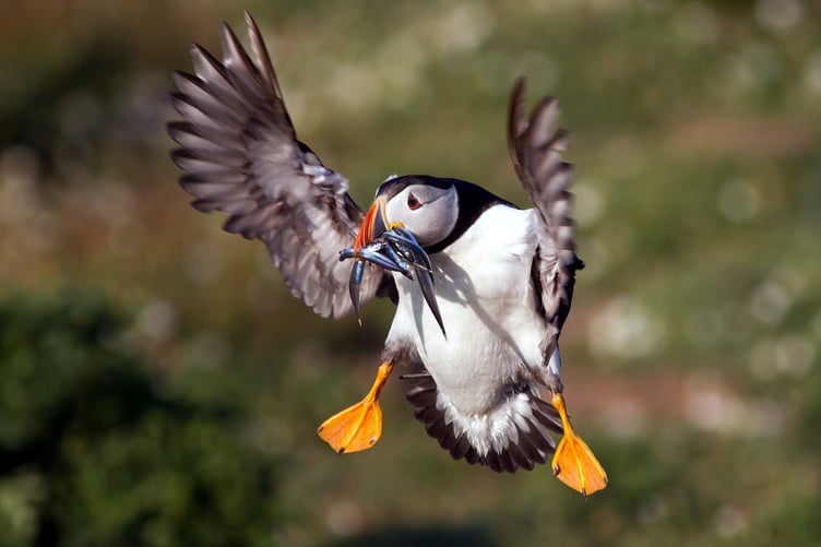 Skomer Puffin landing
