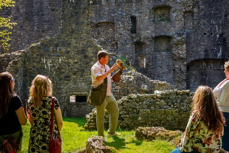 Owl on a falconer's glove