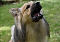 Dog park plans refused again