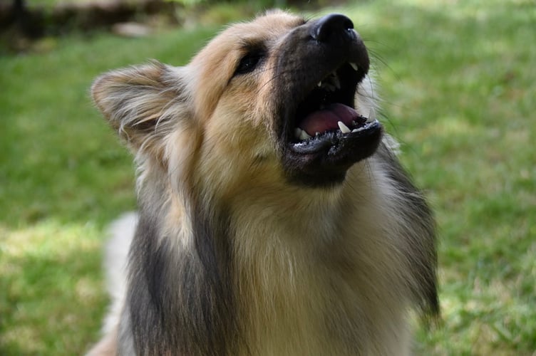 Dog barking
